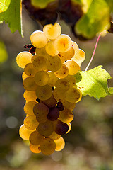 Gaillac vineyards