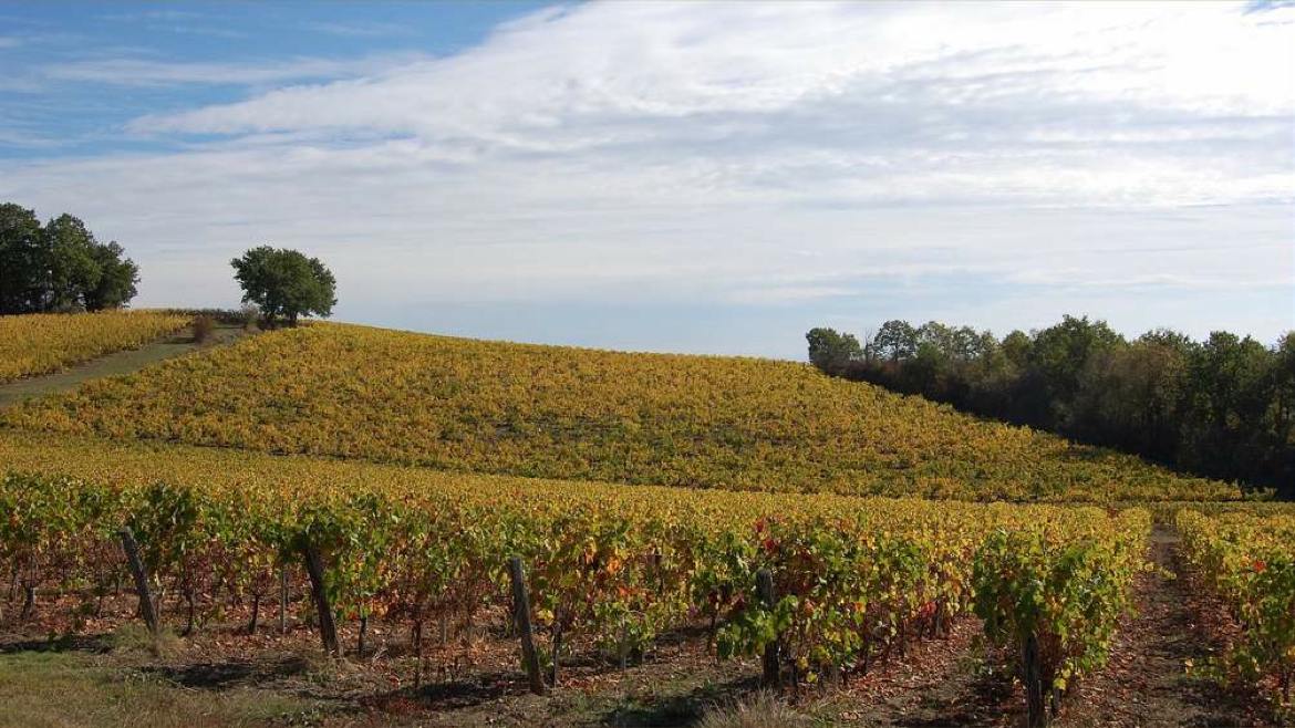 Gaillac vineyards and la fête du vin du Gaillac